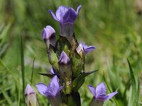 Gentiana ramosa 25, Saxifraga-Luuk Vermeer