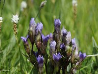 Gentiana ramosa 27, Saxifraga-Luuk Vermeer