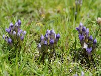 Gentiana ramosa 29, Saxifraga-Luuk Vermeer