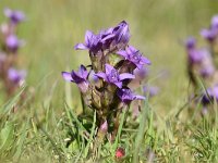 Gentiana ramosa 35, Saxifraga-Luuk Vermeer