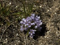 Gentiana ramosa 7, Saxifraga-Jan van der Straaten