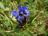 Gentiana septemfida