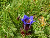 Gentiana septemfida 4, Saxifraga-Ed Stikvoort