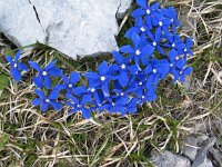 Gentiana tergestina 3, Saxifraga-Jasenka Topic