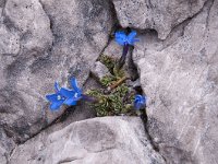 Gentiana terglouensis 12, Saxifraga-Luuk Vermeer