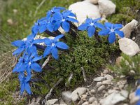 Gentiana terglouensis 16, Saxifraga-Luuk Vermeer