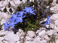 Gentiana terglouensis 17, Saxifraga-Luuk Vermeer