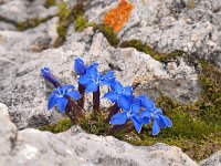 Gentiana terglouensis 2, Saxifraga-Luuk Vermeer  Gentiana terglouensis