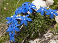 Gentiana terglouensis 3, Saxifraga-Luuk Vermeer