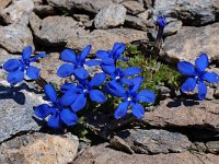 Gentiana terglouensis 5, Saxifraga-Harry Jans