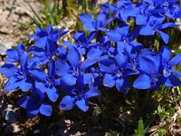 Gentiana terglouensis 7, Saxifraga-Harry Jans