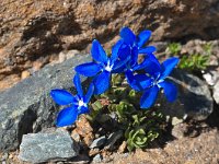 Gentiana terglouensis var schleicheri 10, Saxifraga-Harry Jans