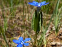 Gentiana utriculosa 11, Saxifraga-Ed Stikvoort