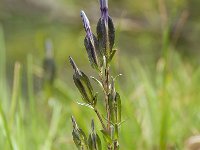 Gentiana utriculosa 12, Saxifraga-Luuk Vermeer