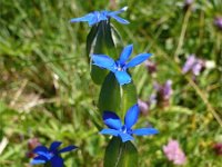 Gentiana utriculosa 2, Saxifraga-Jasenka Topic