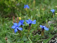 Gentiana utriculosa 3, Saxifraga-Jeroen Willemsen