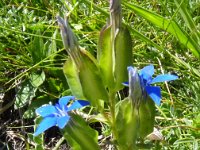 Gentiana utriculosa 4, Saxifraga-Jasenka Topic