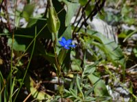 Gentiana utriculosa 5, Saxifraga-Ed Stikvoort