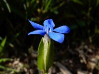 Gentiana utriculosa 6, Saxifraga-Ed Stikvoort