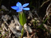 Gentiana utriculosa 9, Saxifraga-Ed Stikvoort