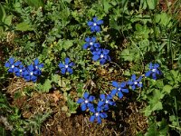 Gentiana verna 10, Saxifraga-Willem van Kruijsbergen