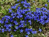 Gentiana verna 100, Saxifraga-Harry Jans