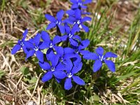 Gentiana verna 103, Saxifraga-Harry Jans