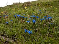 Gentiana verna 106, Saxifraga-Luuk Vermeer