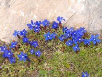 Gentiana verna 107, Saxifraga-Luuk Vermeer