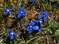 Gentiana verna 11, Saxifraga-Willem van Kruijsbergen