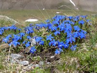 Gentiana verna 115, Saxifraga-Luuk Vermeer