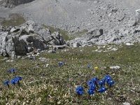 Gentiana verna 116, Saxifraga-Willem van Kruijsbergen