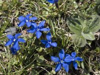 Gentiana verna 120, Saxifraga-Willem van Kruijsbergen