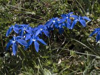 Gentiana verna 123, Saxifraga-Willem van Kruijsbergen