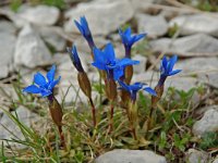 Gentiana verna 3, Saxifraga-Willem van Kruijsbergen