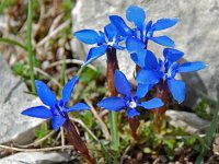 Gentiana verna 4, Saxifraga-Willem van Kruijsbergen