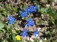 Gentiana verna 41, Saxifraga-Jan Willem Jongepier