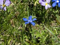 Gentiana verna 42, Saxifraga-Willem van Kruijsbergen