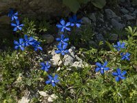 Gentiana verna 43, Saxifraga-Willem van Kruijsbergen