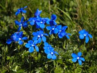 Gentiana verna 46, Saxifraga-Bart Vastenhouw