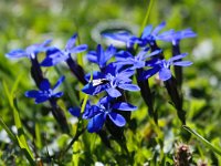 Gentiana verna 47, Saxifraga-Bart Vastenhouw