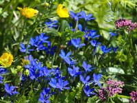 Gentiana verna 50, Saxifraga-Bart Vastenhouw