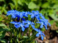 Gentiana verna 53, Saxifraga-Bart vastenhouw