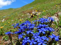 Gentiana verna 57, Saxifraga-Ed Stikvoort