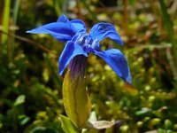 Gentiana verna 59, Saxifraga-Ed Stikvoort