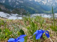 Gentiana verna 61, Saxifraga-Ed Stikvoort