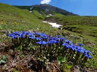 Gentiana verna 62, Saxifraga-Ed Stikvoort