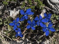 Gentiana verna 65, Saxifraga-Willem van Kruijsbergen