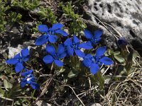 Gentiana verna 66, Saxifraga-Willem van Kruijsbergen