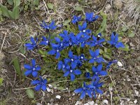 Gentiana verna 68, Saxifraga-Willem van Kruijsbergen